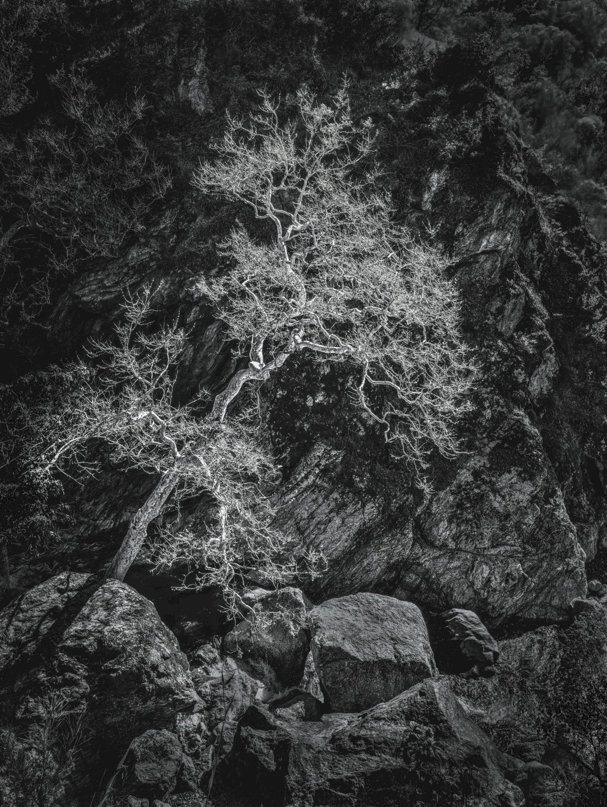 Sycamore at Little Yosemite - Sunol Regional Wilderness - EBPRD