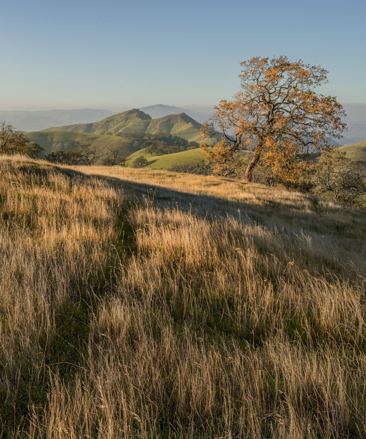 McGuire Peaks from the Eagles View Tail - Sunol Regional Wilderness - EBPRD