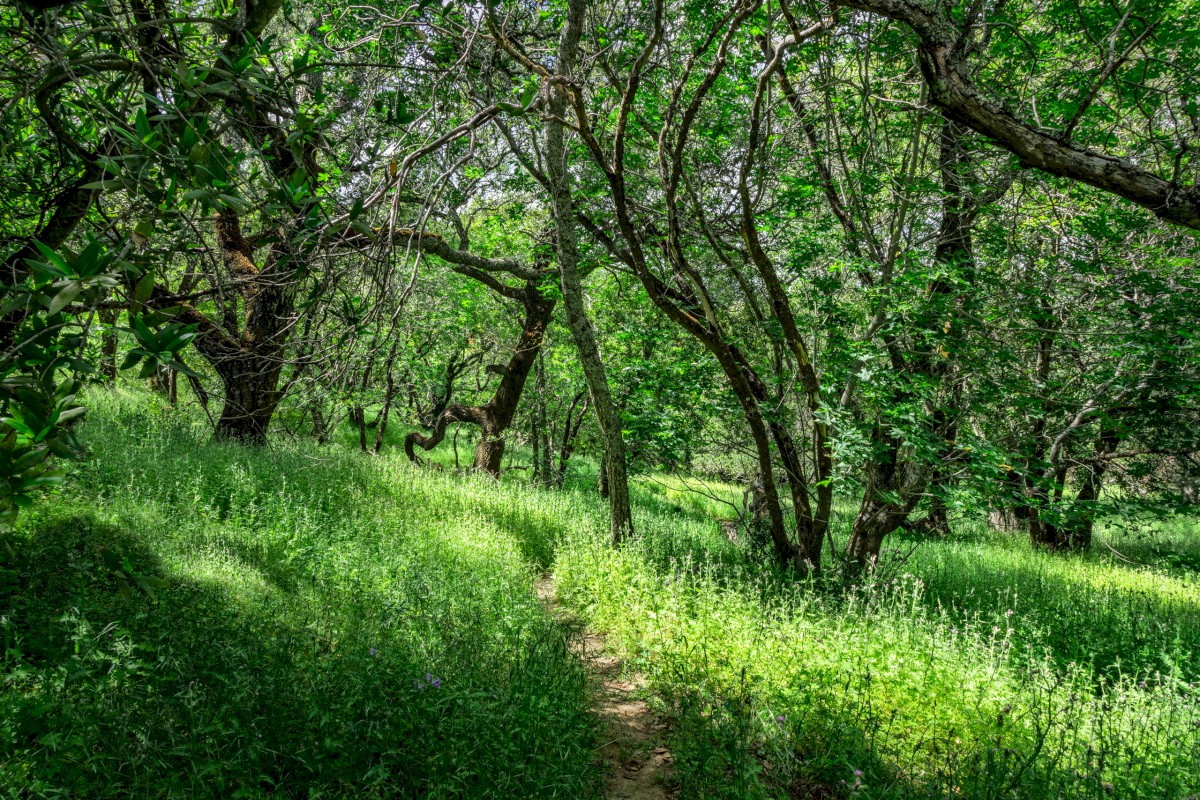 Mollock Trail - Morgan Territories Regional Park - EBPRD