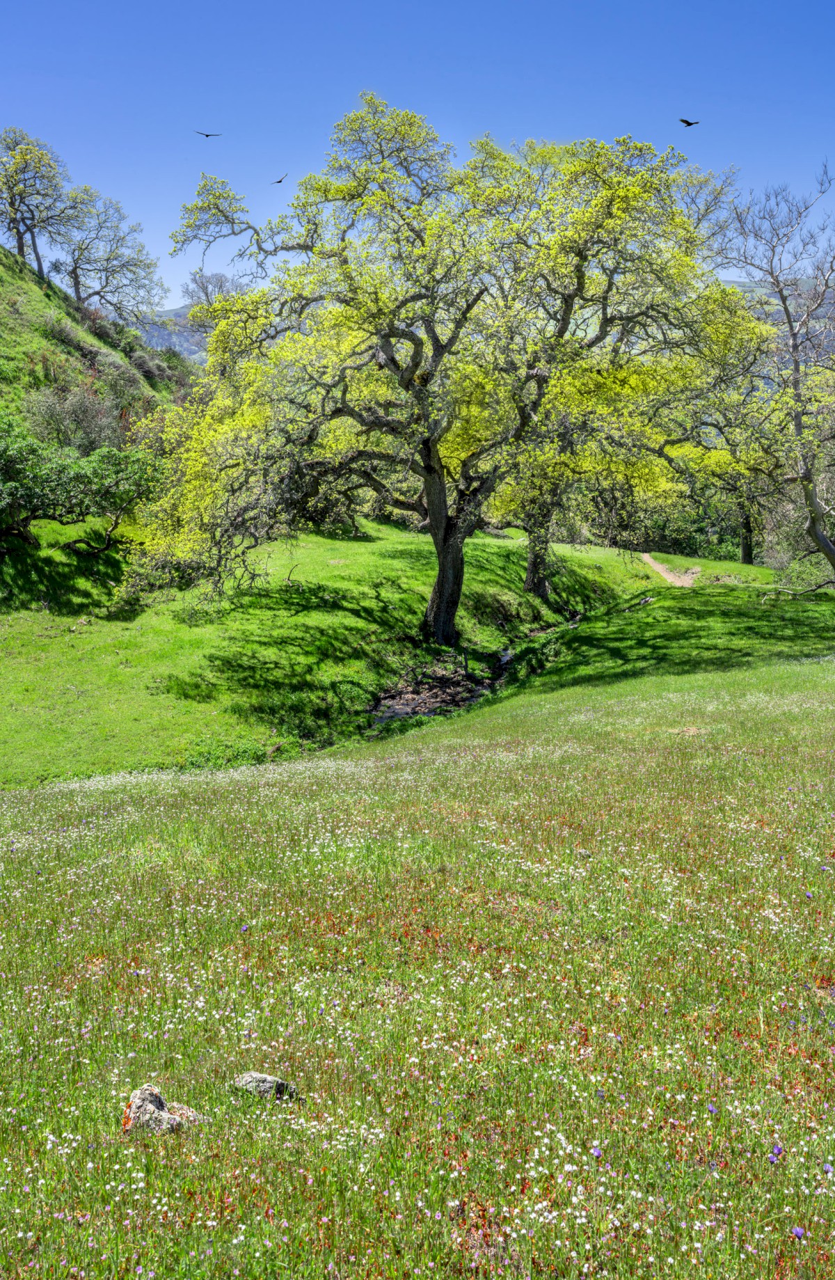 Eagles View Meadow Oak - Sunol Regional Wilderness - EBPRD