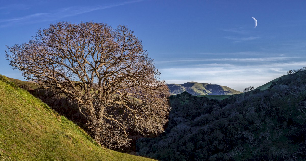 McGuire Entrance Tree - Sunol Regional Wilderness - EBPRD