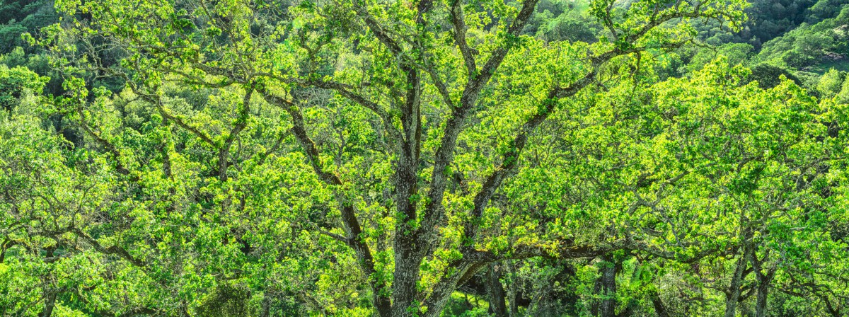 Briones Oak Array - Briones Regional Park - EBPRD