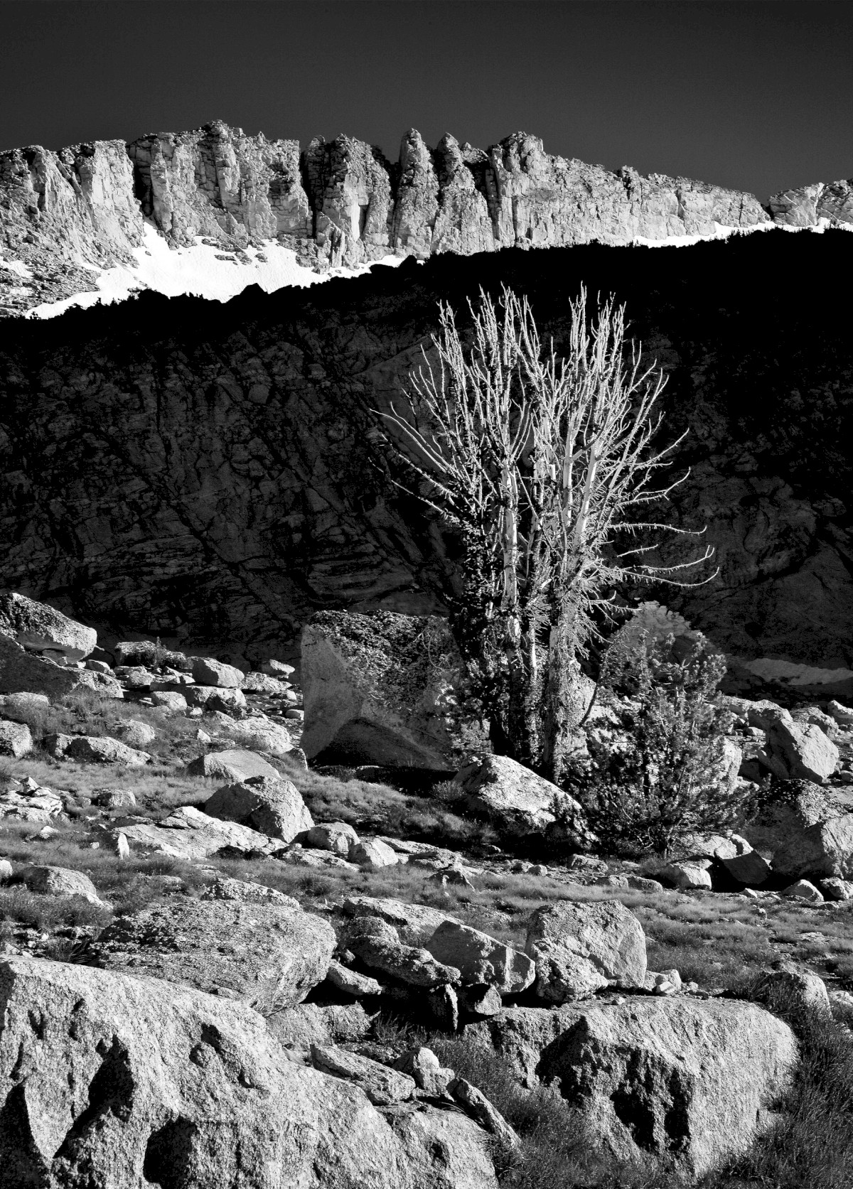 Conness Tree - 20 Lakes Basin