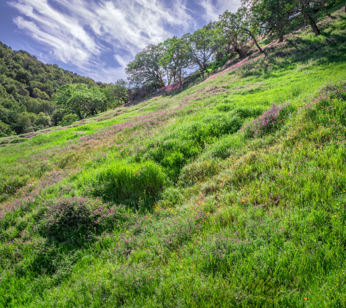 Floral Hillside in Briones - Briones Regional Park - EBPRD