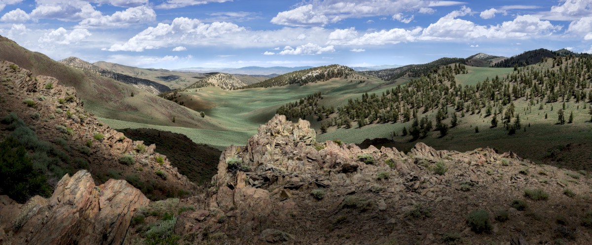 White Mountain Meadow - White Mountains - Inyo National Forest