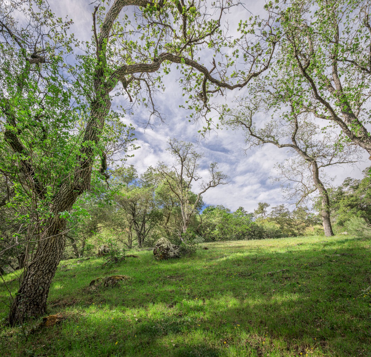Oak Meadow - Sunol Regional Wilderness - EBPRD
