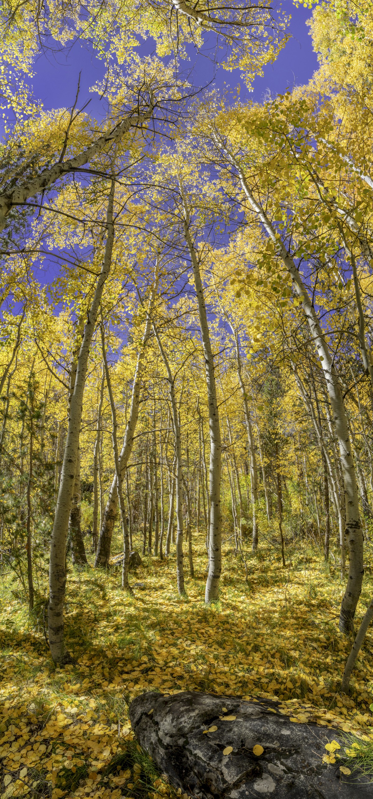 Fall Color Golden Forest - Lundy Lake