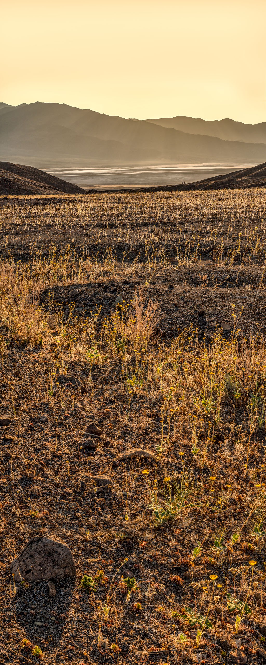 Dantes View Grasses - Death valley NP