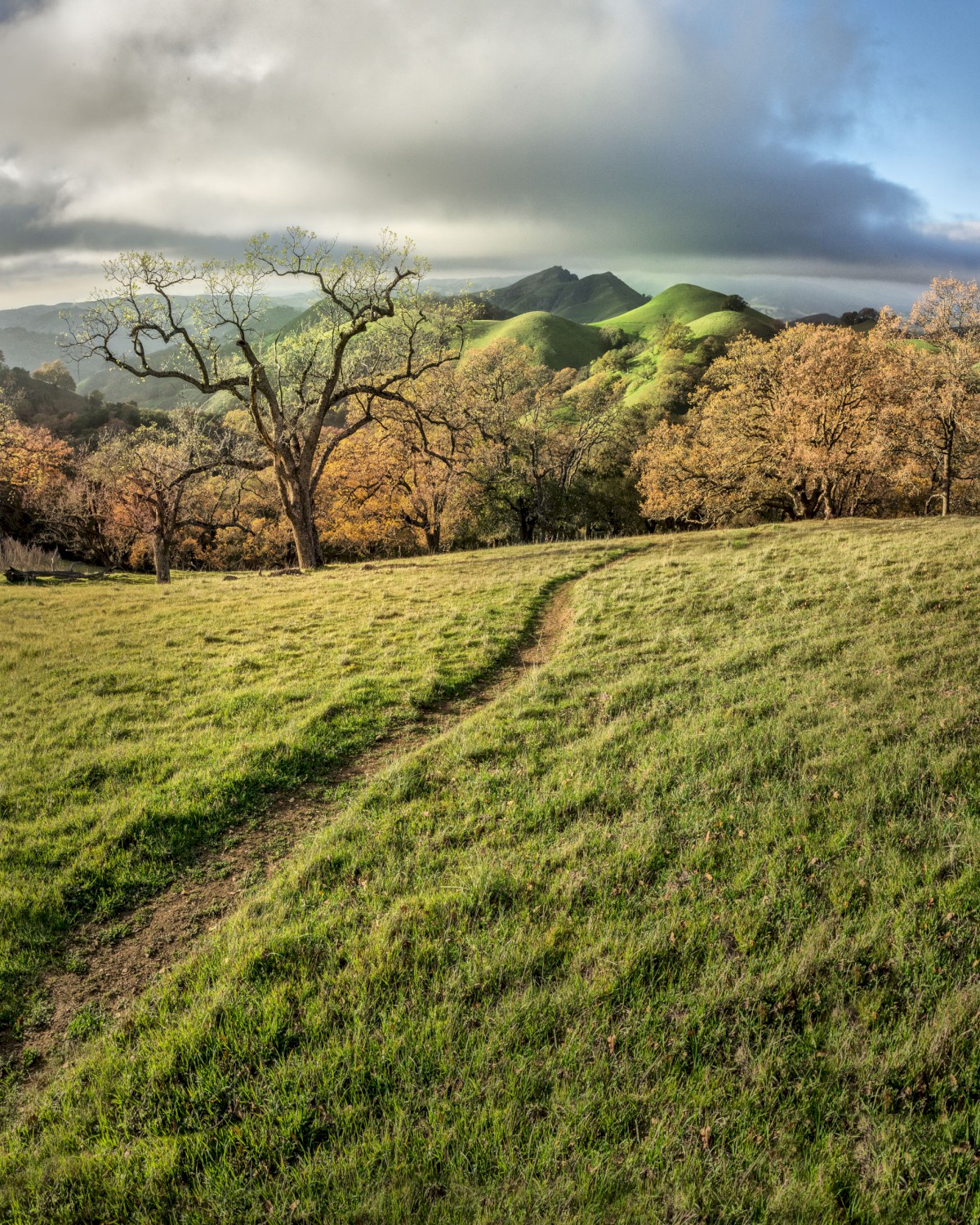 Lower Eagles View Meadow - Sunol Regional Wilderness - EBPRD