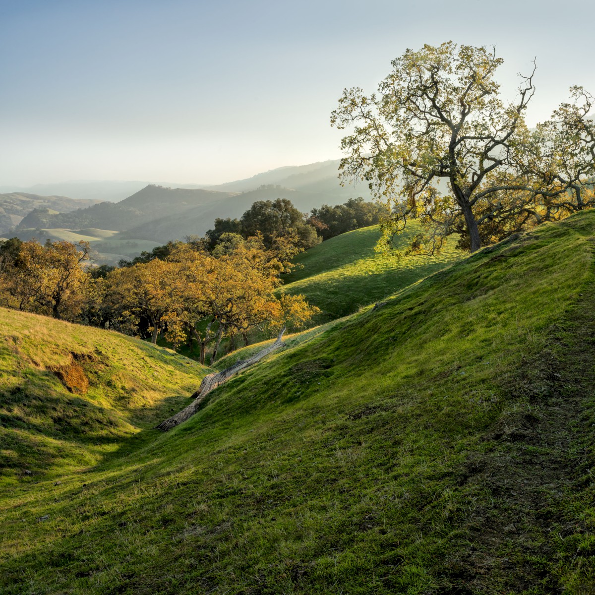 Flag Hill Ravine - Sunol Regional Wilderness - EBPRD