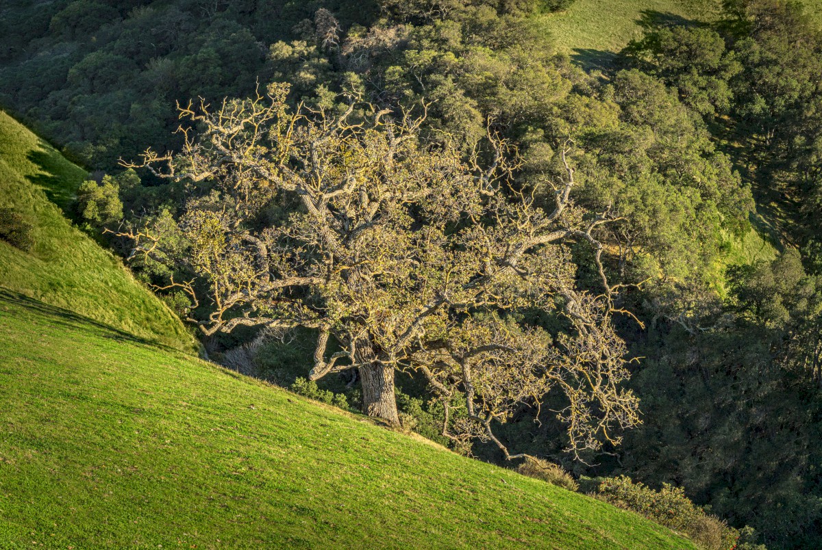 Oak Logic 34 - Sunol Regional Wilderness - EBPRD
