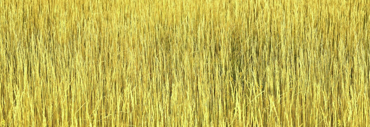 Marsh-Grass_0810_6234-6439