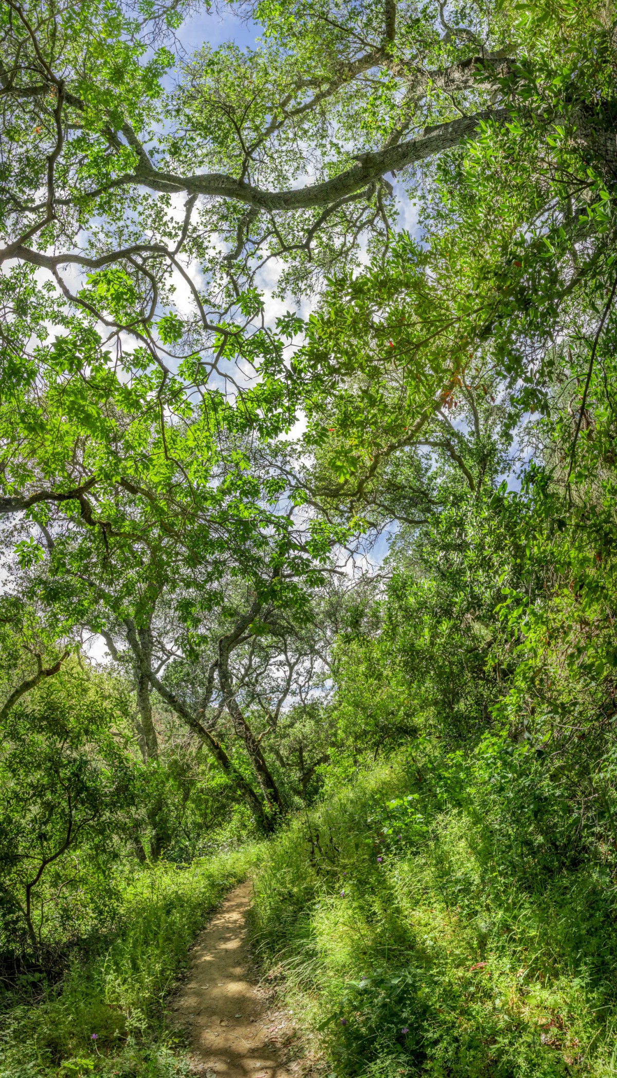 Mallock Trail - Morgan Territories Regional Park - EBPRD