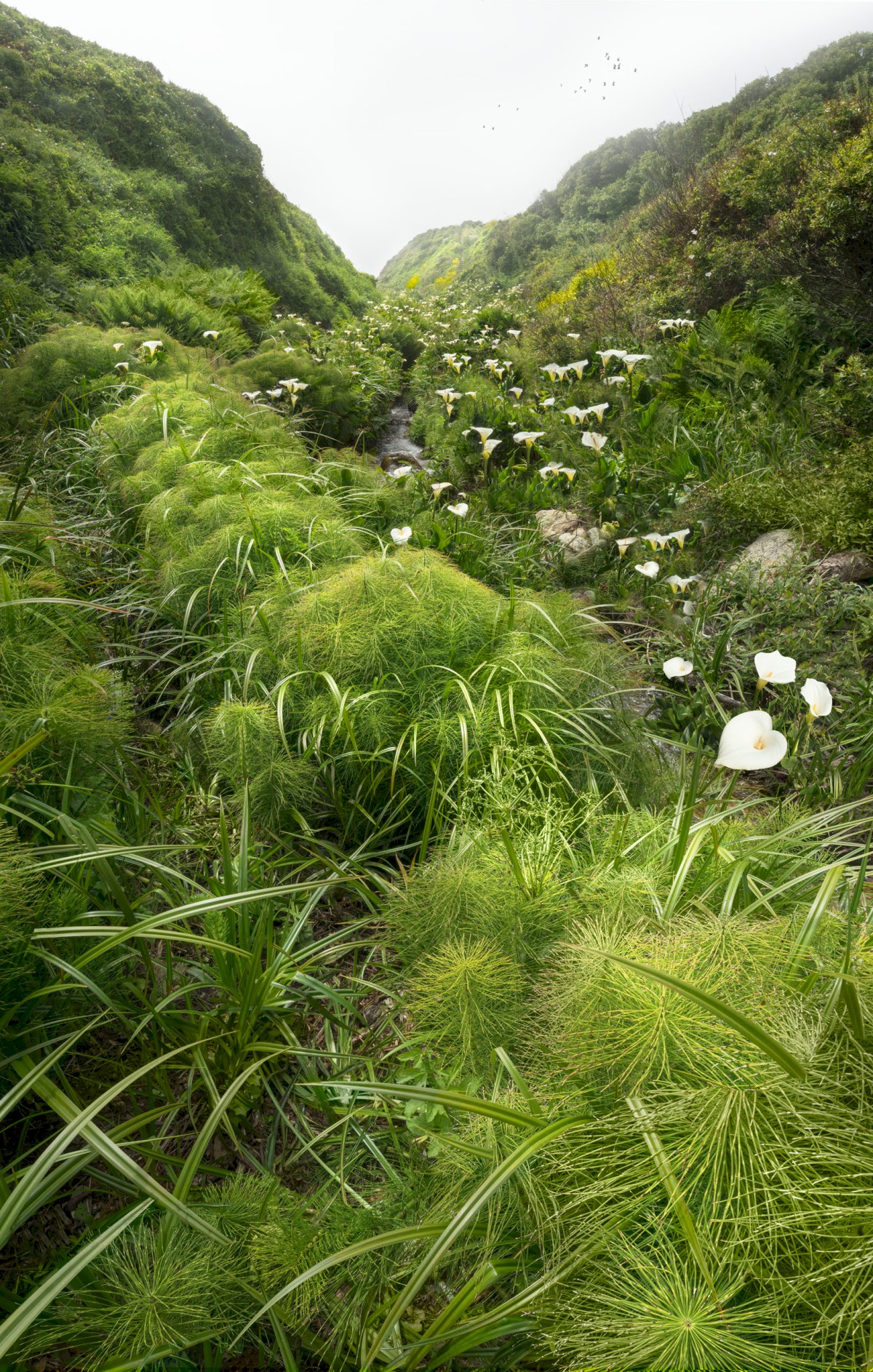 Calla Lily Creek - Everyone's favorite spot...