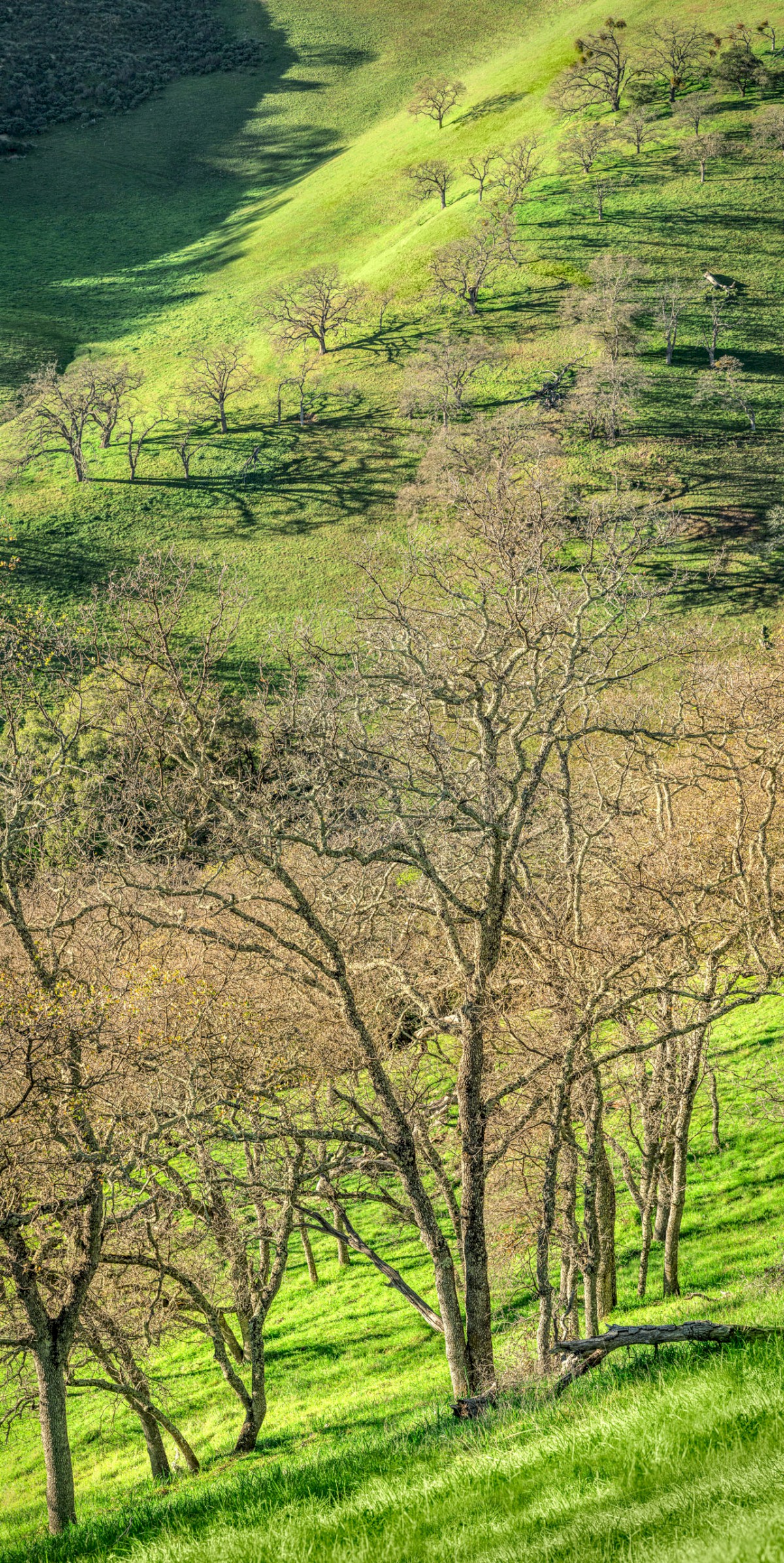 West Slope - Sunol Regional Wilderness - EBPRD