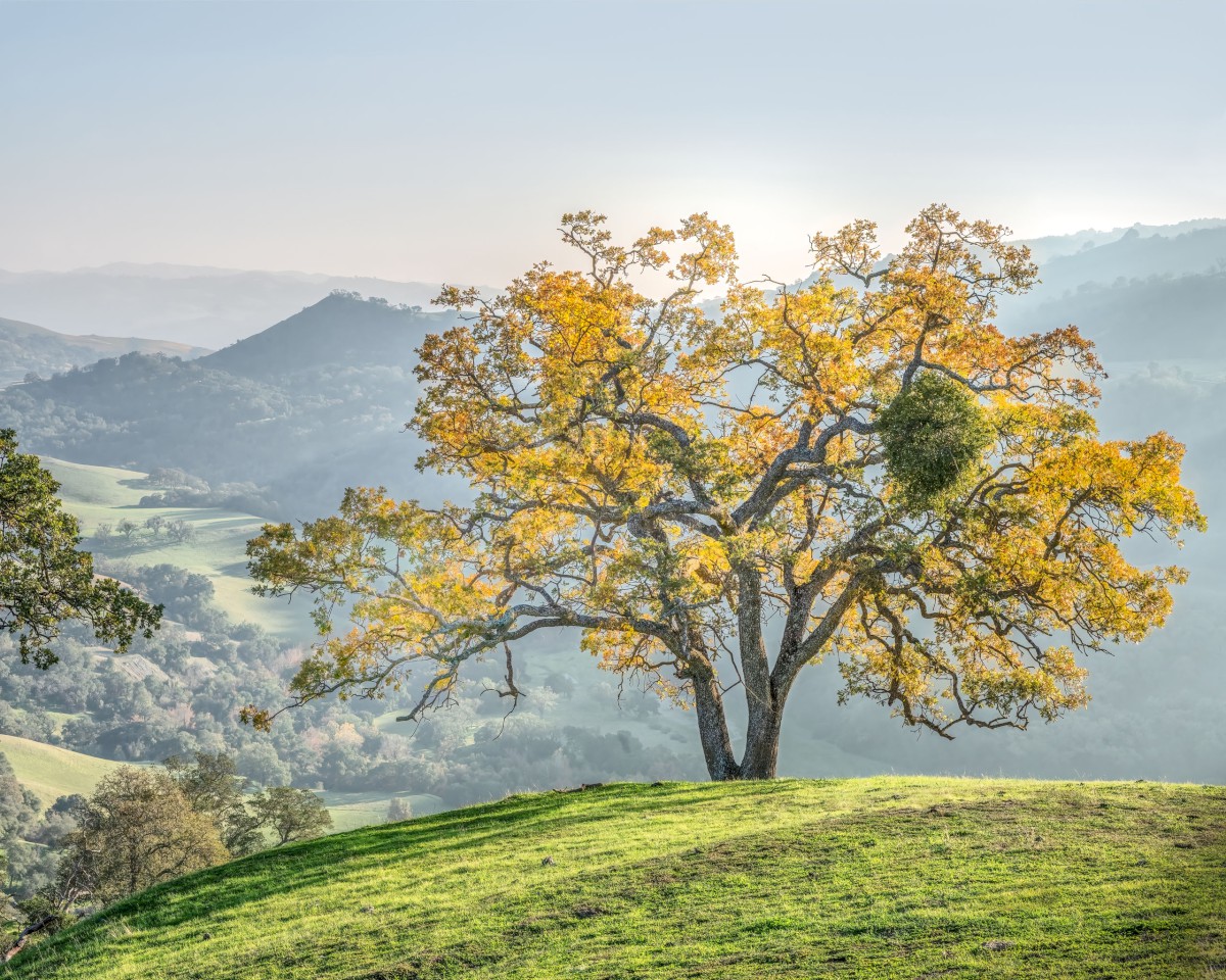 Transilluminated Oak with Mistletoe - Sunol Regional Wilderness - EBPRD