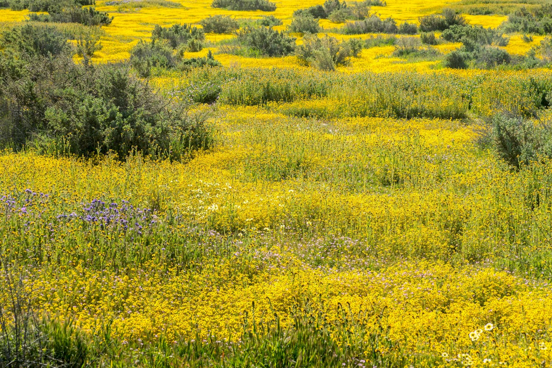 Carizzo Gold Field