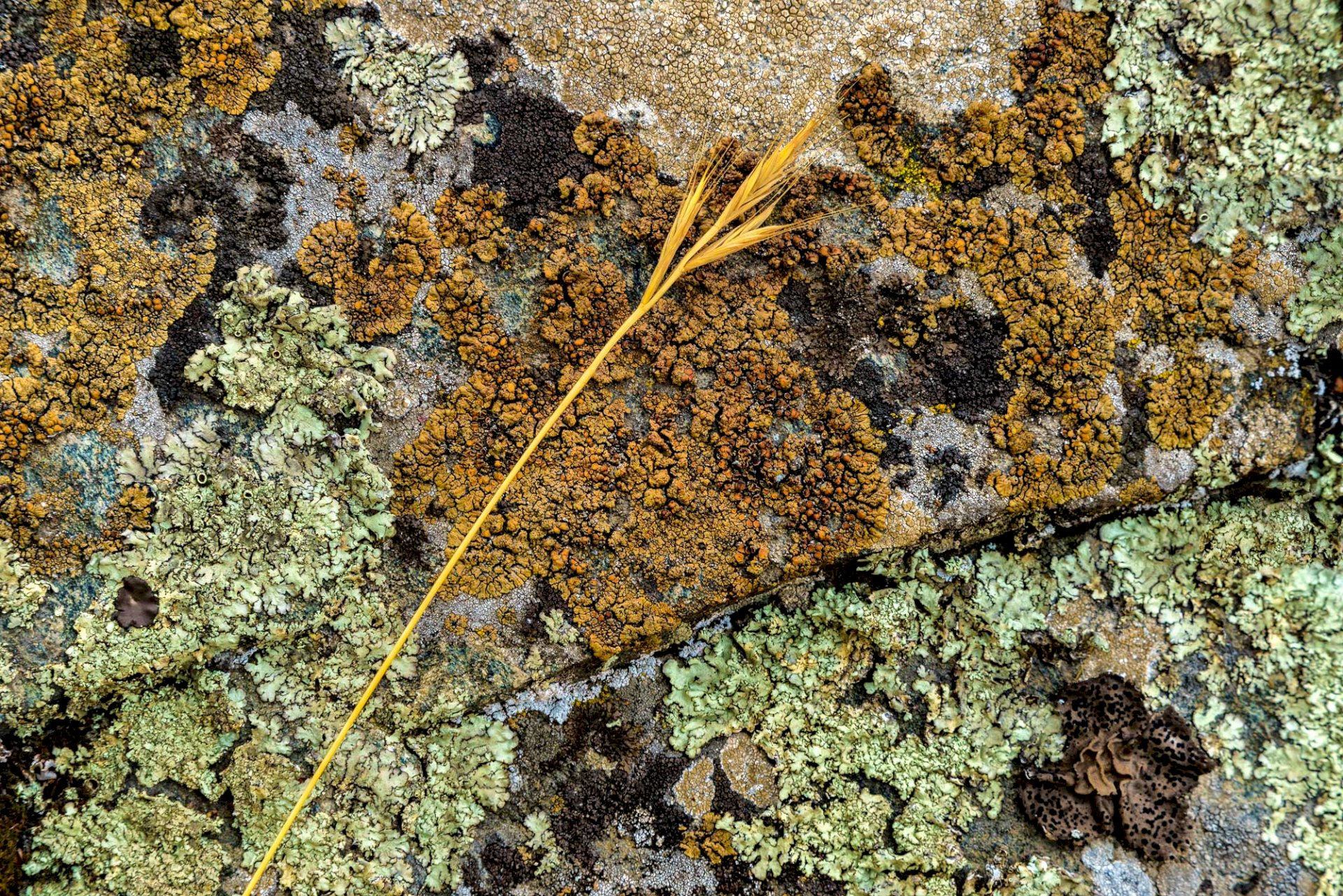 Lichen and Grass