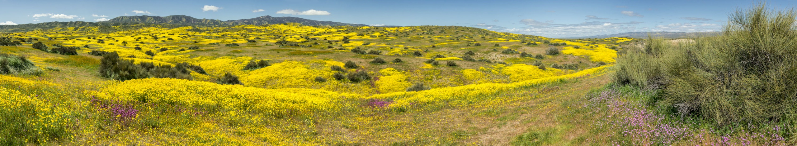 Carizzo-Calente-Foothills-1904_5275-5283
